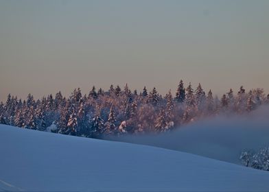 Snowy Forest at Dusk