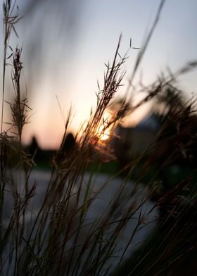 Sunset Through Grass