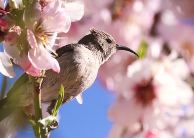 Sinai Desert Bird on a Flower Branch - Animal Close up - Wild Life