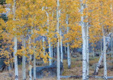 Golden Aspen Grove