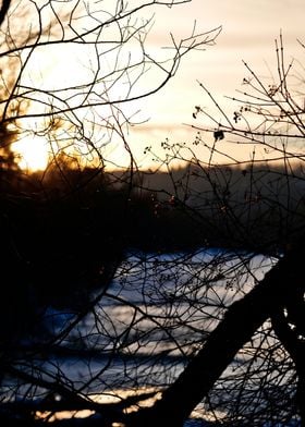 Sunset Through Branches