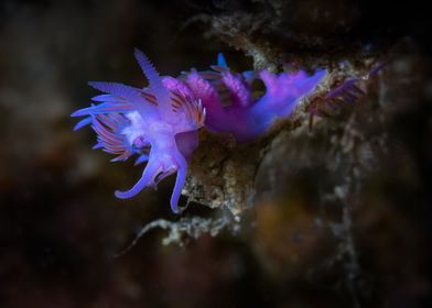 Purple Sea Slug