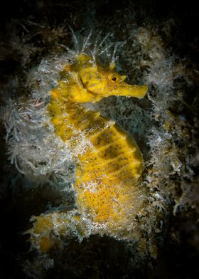 Yellow Seahorse in Coral