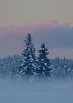 Snowy Forest at Dusk