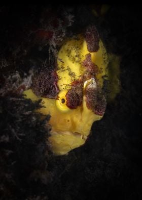 Yellow Frogfish in Coral