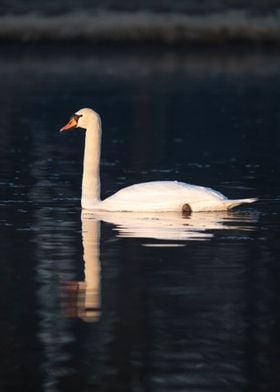 White Swan an its reflection on Calm Water