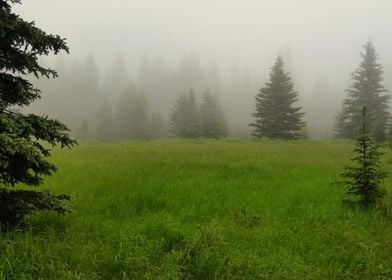 Misty Meadow