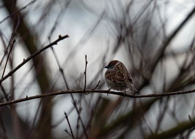 Sparrow on Branch