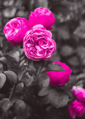 Pink Roses in Black and White