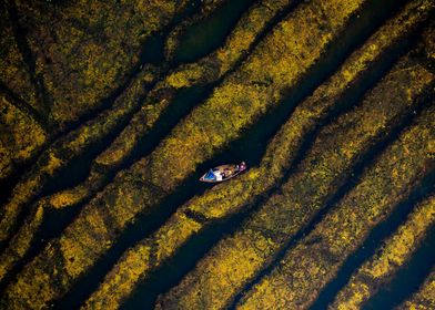 Boat in a Field of Yellow