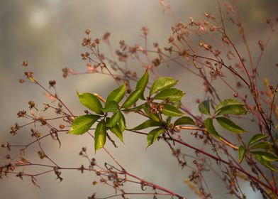 Green Leaves on Branch