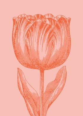 Elegant Line Art Tulip | Coral Pink Floral Botanical Illustration