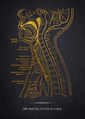 Sagittal Section Anatomy