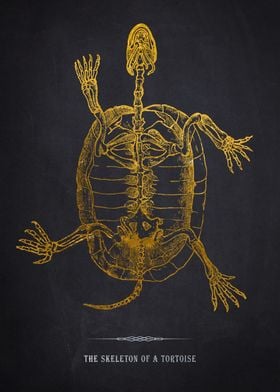 Tortoise Skeleton Anatomy