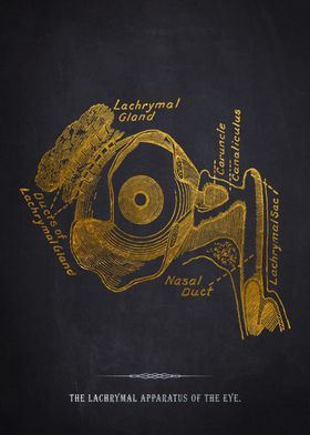 Lachrymal Apparatus of the Eye