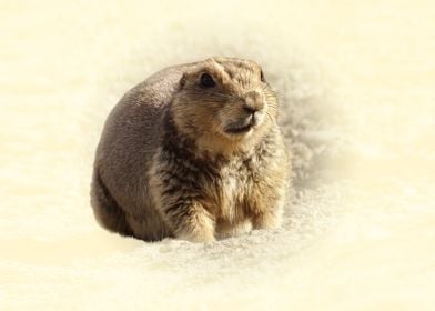 Cute Prairie Dog