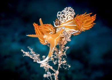 Nudibranch on Coral