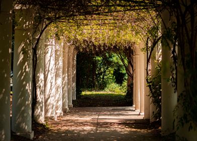 White Columns and Vines