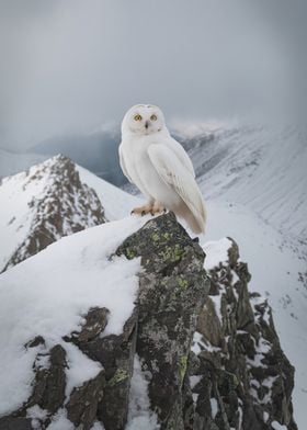 Snowy Owl on Mountain Peak