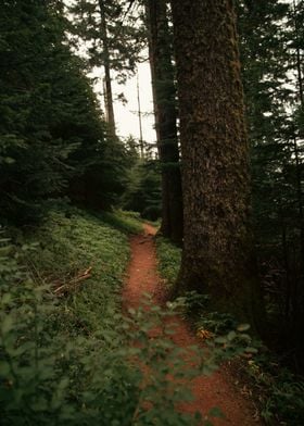 Dark Forest Path