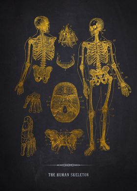 Gold Human Skeleton Diagram