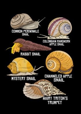 Snail Species Illustration Biology Snail Species Snails