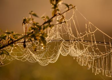 Dew-Covered Spiderweb