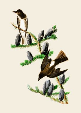 Birds on Pine Branch