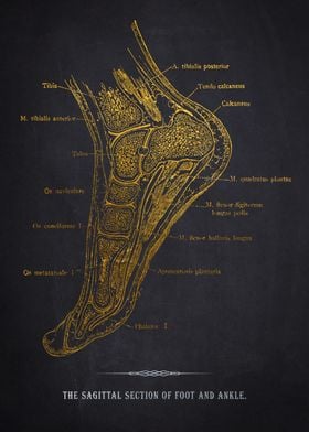 Foot and Ankle Anatomy