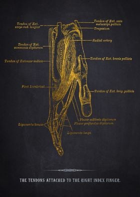 Index Finger Tendons