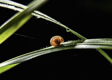 Snail on a Blade of Grass