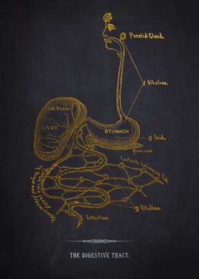 Digestive Tract Anatomy