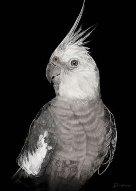 Cockatiel Portrait