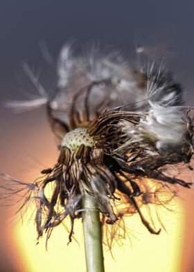 Dandelion Seeds at Sunset