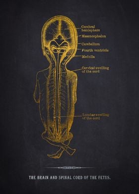 Fetus Brain & Spinal Cord