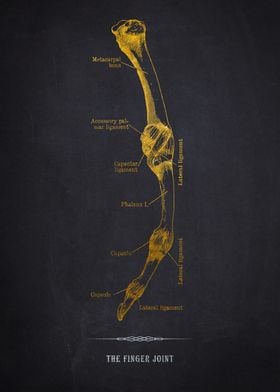 Finger Joint Anatomy Diagram