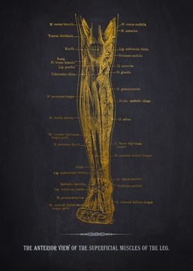 Leg Muscle Anatomy