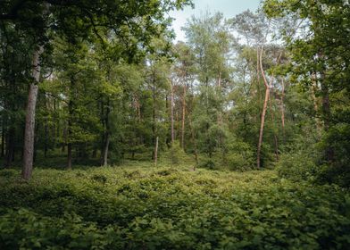 Dense Forest Landscape