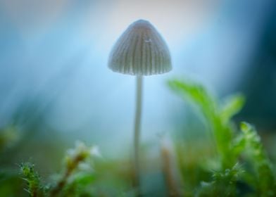 Single White Mushroom