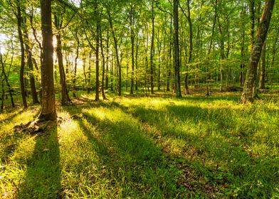 Green Sunlit Forest