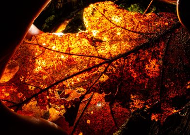 Autumn Leaf Backlit