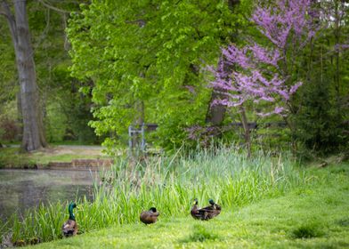 Wild ducks at the spring pond