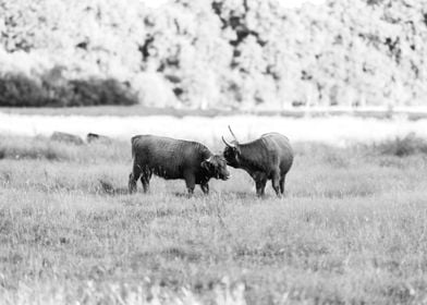 Two Highlanders in a Field