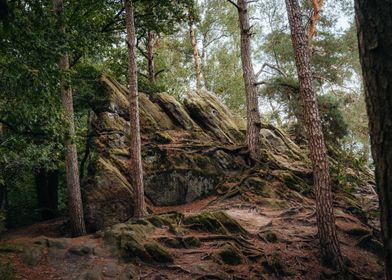 Magical Forest