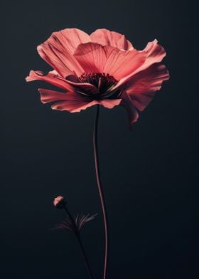 Pink Poppy Flower