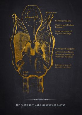 Larynx Anatomy Illustration