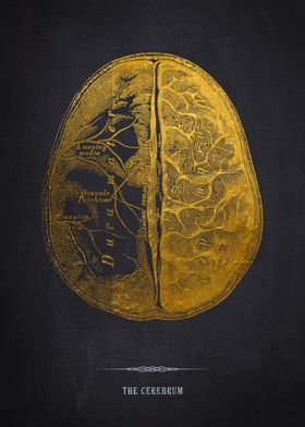 Gold Cerebrum Illustration