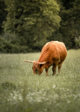 Highlander Cow Grazing