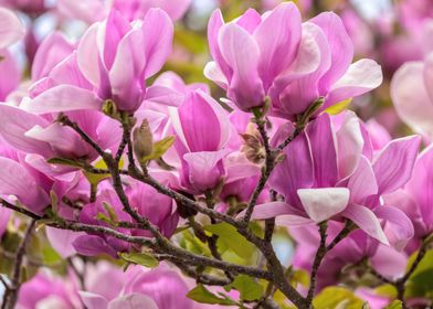 Pink Magnolia Blossoms