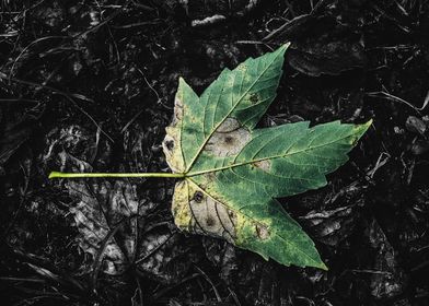 Green Leaf vs Decay